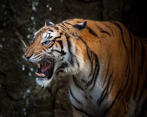 Tiger | Tiger conservation: The devil is in the detail - Telegraph India