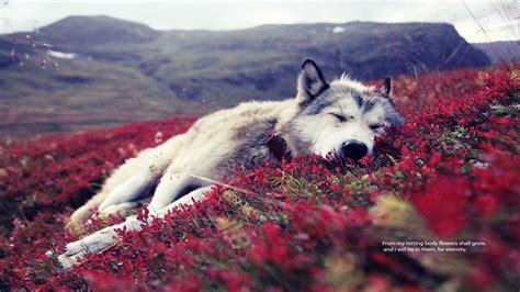 Sad Wolf Wallpapers - Wallpaper Cave