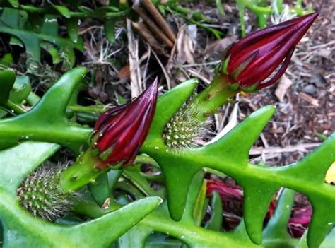 Ric Rac Cactus (Cryptocereus Anthonyanus)| Succulent Care Guide | Succulent Thrive