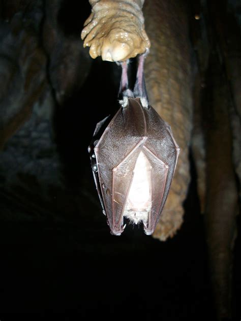 Download free photo of Bat,hibernation,cave,cave formations,stalactites - from needpix.com