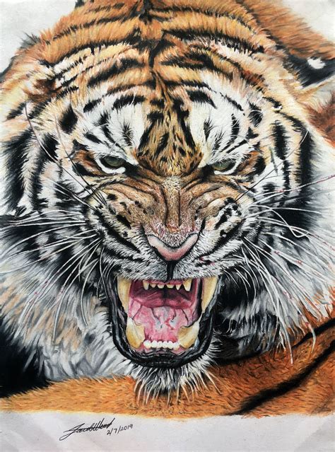 Colour Pencil Siberian Tiger | Tiger drawing, Custom drawing, Colorful art