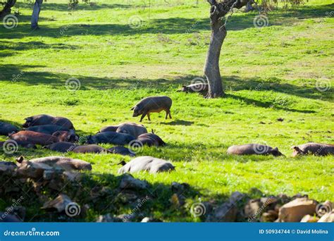 Iberian pigs sleeping. stock photo. Image of dark, famous - 50934744