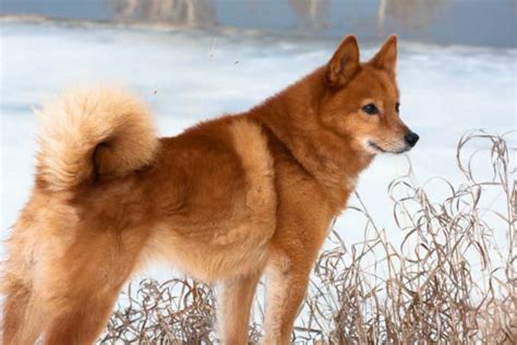 7 Things You Didn't Know About The Finnish Spitz – American Kennel Club