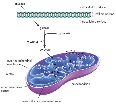 Glucose Metabolism