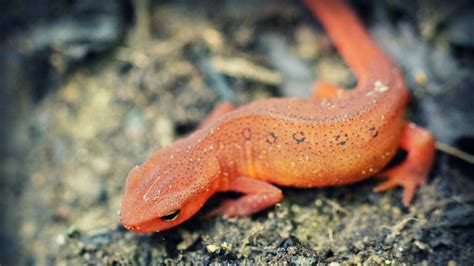 What's the Difference Between a Newt and Salamander? | HowStuffWorks