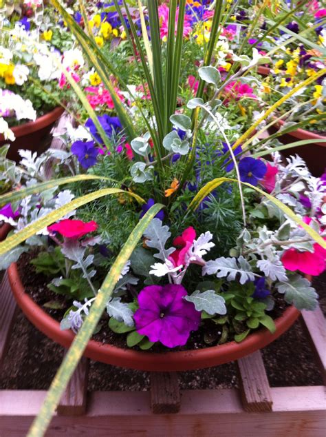 Pin by Lynn Moore on Greenhouse plants 🌺🌹🌷🌸🌼 | Petunia flower, Flower pots, Container flowers