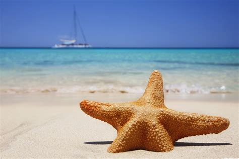 🔥 [40+] Beach and Starfish Wallpapers | WallpaperSafari