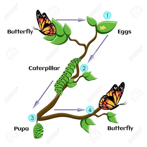 Butterfly Cocoon Clipart at GetDrawings | Free download