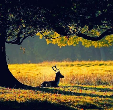 deer, forest, green, landscape, nature, photography - image #9238 on ...