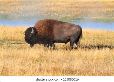 American Bison Buffalo Yellowstone National Park Stock Photo 105085016 ...