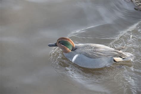 Green Winged Teal Male