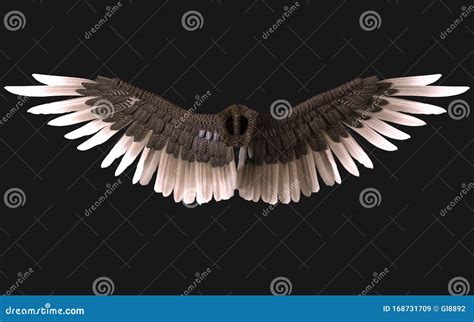 Sphinx Wings Plumage Isolated on Dark Background Stock Illustration ...