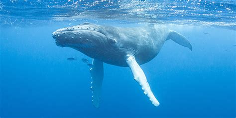 Humpback Whale | National Wildlife Federation