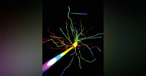 Two-photon imaging enables deeper understanding of neuron function ...