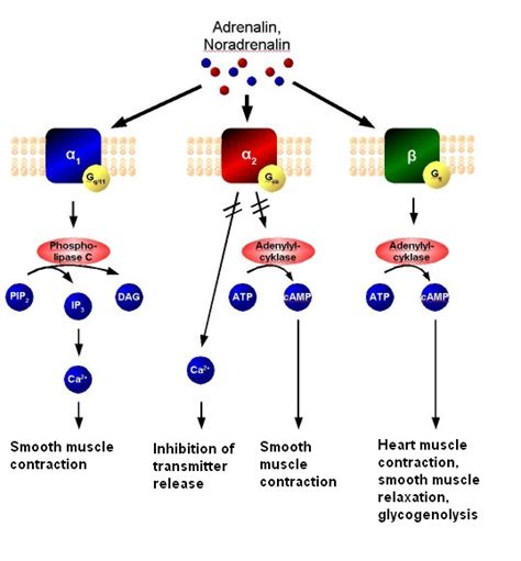 Neurotransmitters and Receptors | Boundless Anatomy and Physiology