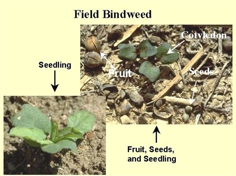 bindweed