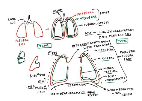 parietal and visceral layer of pleura - TCML - The Charsi of Medical Literature