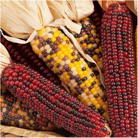 Indian Corn Seeds, Ornamental Mixture (Zea mays) - Seed Needs – Seed ...