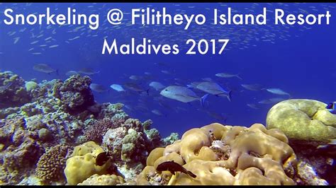 Snorkeling @ Filitheyo Island Resort - Maldives 2017 - YouTube