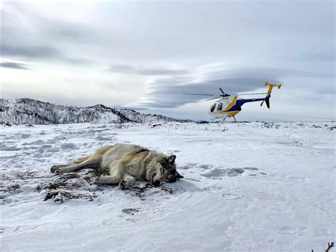 Wolf Update: Colorado Parks and Wildlife Locates and Collars Gray Wolf ...