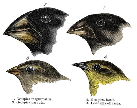 Bilderstrecke zu: Evolutionstheorie: Wird Charles Darwin überbewertet ...