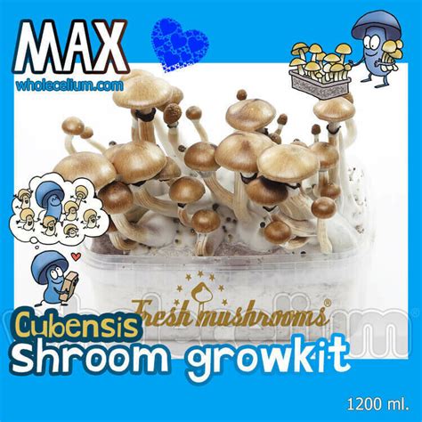 Psilove 'MAX' Kit | Magic truffles - Magic mushrooms grow kits - Microdose Psilocybin