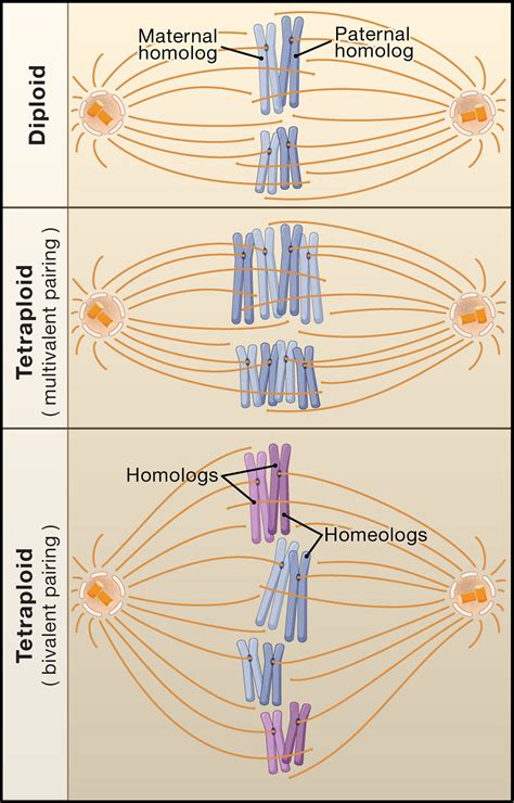 Polyploidy Is an Evolutionary Mechanism That May Result in - Liberty-has-Walton