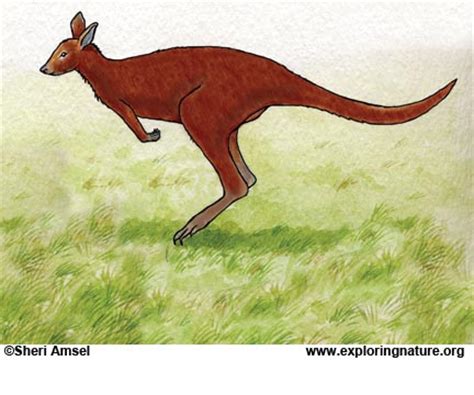 Adaptations of the Kangaroo