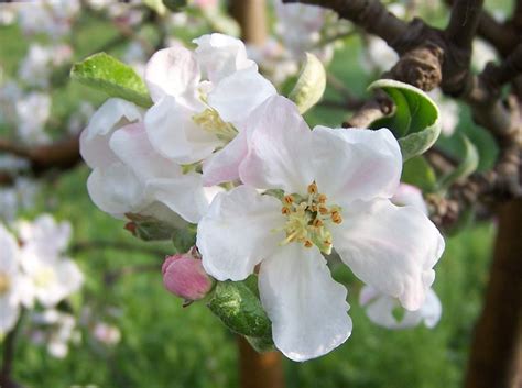 Malus domestica (Apple, Apples) | North Carolina Extension Gardener Plant Toolbox