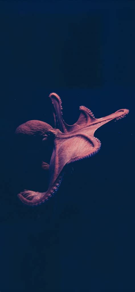 octopus iPhone Wallpapers Free Download