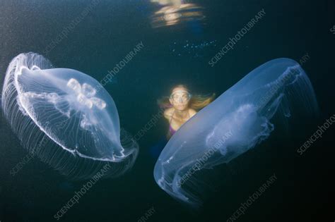 Moon Jellyfish - Stock Image - C031/9670 - Science Photo Library