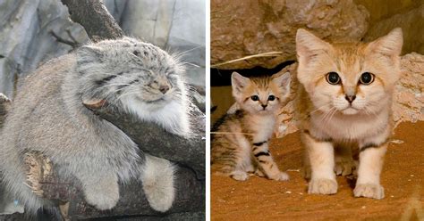21 Rare Wild Cat Species You Probably Didn’t Know Exist | Cat species, Wild cats, Wild cat species