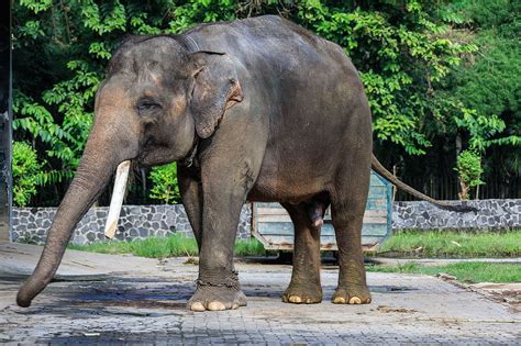 Info Hewan Tumbuhan Prasejarah: Gajah Sumatera, mamalia raksasa Nusantara