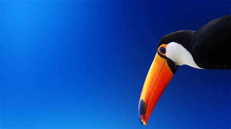 Toucan Wallpaper (65+ images)