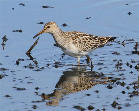 Shorebird Migration at Hammonasset | Birdspix