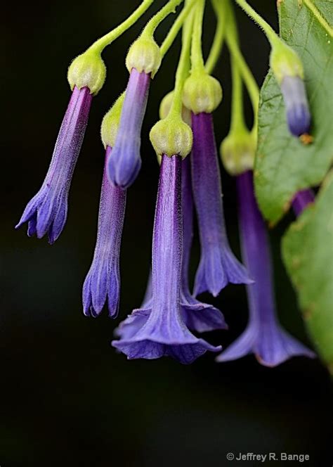 "Purple Trumpet Flower" - Photograph at BetterPhoto.com | Types of ...