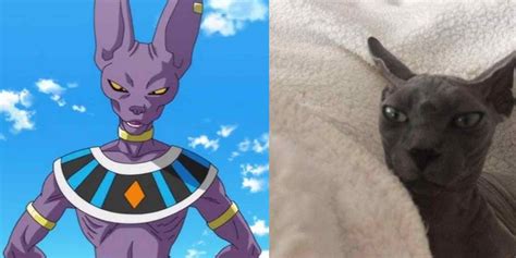 10 Funniest Beerus Memes That Make Us Laugh