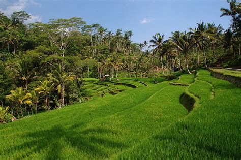 Rice Terraces in Indonesia 2024-2025 - Rove.me