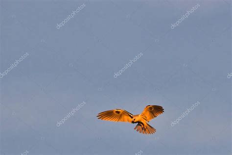 Caza de halcones al atardecer en Carpinteria Bluffs Nature Preserve 2024