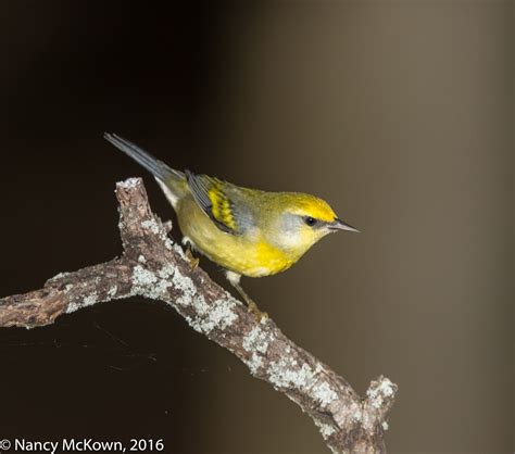 Photographing the Blue Winged Warbler and Beam Concentrating Fresnels | Welcome to ...