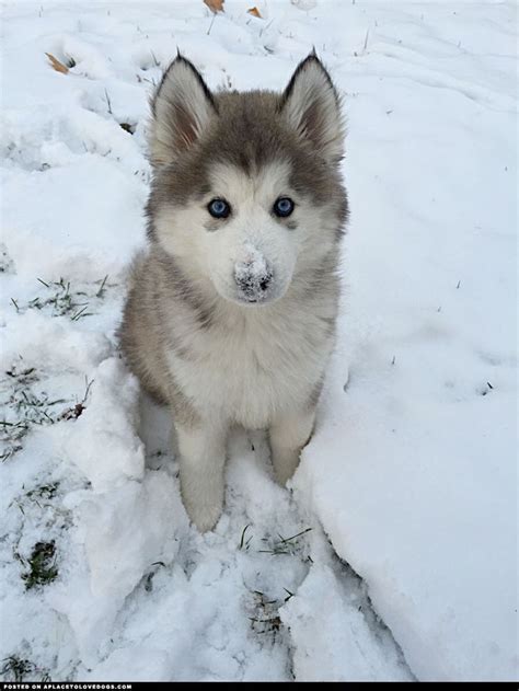 Droll Snow Cutest Husky Puppies - l2sanpiero