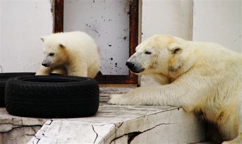 Top 10 Zoos in Japan | All About Japan