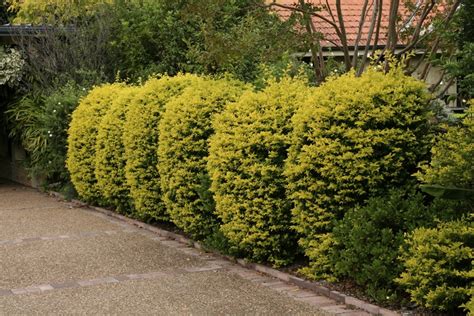 GardenDrum golden duranta hedge balls - GardenDrum