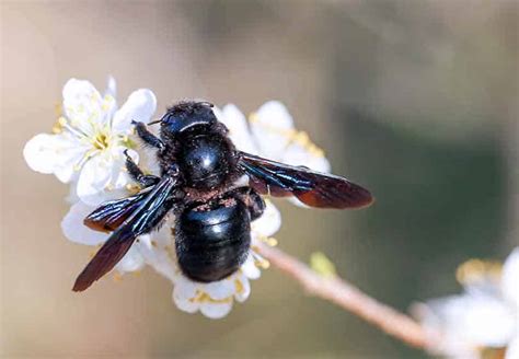 What Are Carpenter Bees? [Identification Guide] Best Bee Brothers | lupon.gov.ph