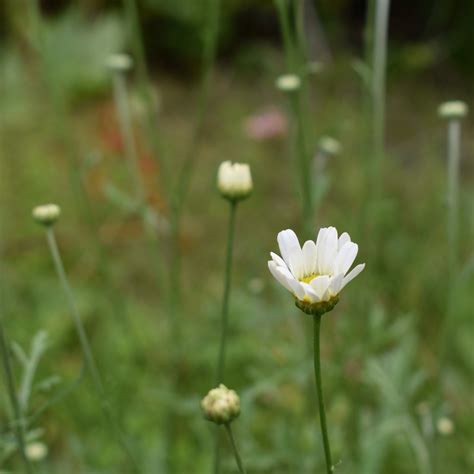 Pyrethrum Daisy Seeds – Toi Toi Botanicals