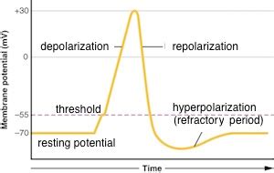 Action potential graph - pianokesil