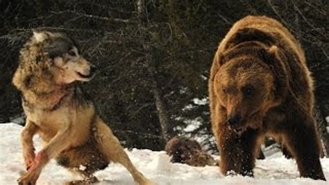 Wolf Vs Bear Fight