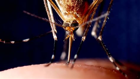 Mosquito Anatomy: The Perfect Killer