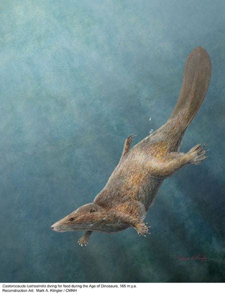 PALAEOBLOG: Giant Prehistoric Beaver