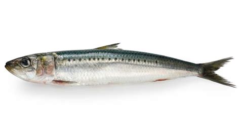 Sardine | Evimare Fish